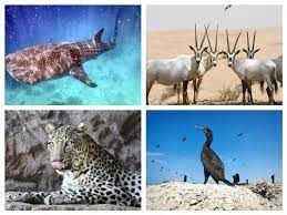 انواع حيوانات مهددة بالانقراض  | الحيوانات الأليفة اللوازم الإمارات العربية المتحدة #1071 - 1  صورة 