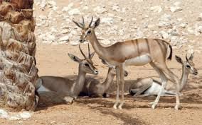حيوانت مهددة بالانقراض في الامارات العربية المتحدة | الحيوانات الأليفة اللوازم الإمارات العربية المتحدة #1100 - 1  صورة 