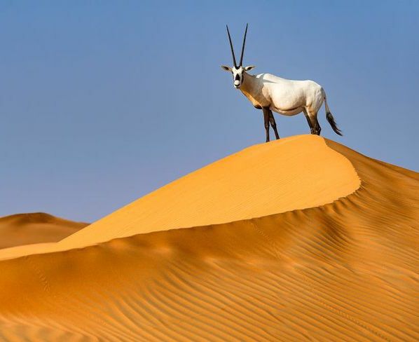 تعرّف على مصطلح حيوانات مهددة بالانقراض وحقائق عنه | بيئي الإمارات العربية المتحدة #1151 - 1  صورة 