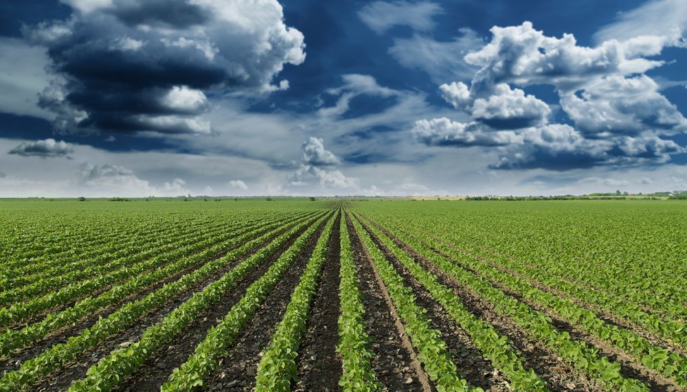 Land in Syria - a successful investment | Discussions Syria #2689 - 1  image 