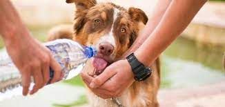 الحيوانات الأليفة اللوازم دردشة | ناقش  - دردشة #1306 - 1  صورة 