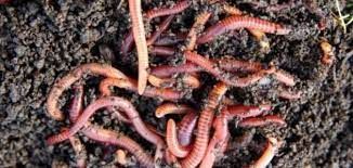 الحيوانات الأليفة اللوازم دردشة | ناقش  - دردشة #1330 - 1  صورة 