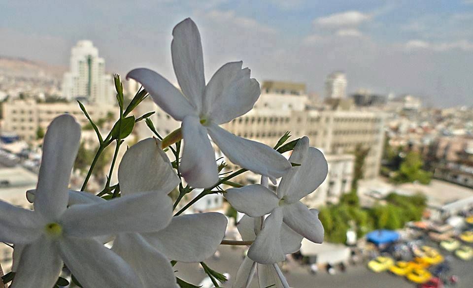 معلومات عامة دردشة | ناقش  - دردشة #2783 - 1  صورة 