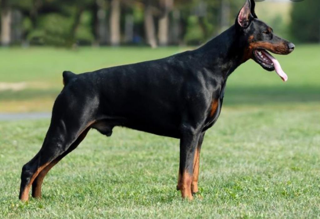 Watches Items  in Dubai #1339 - 1  image 