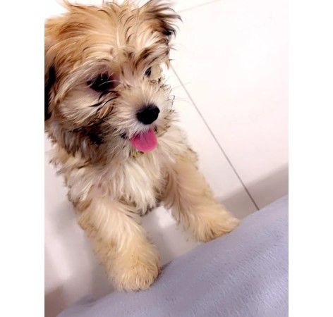 Montres Items  in Dubai #1344 - 1  image 