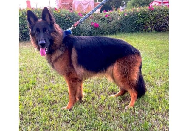 Watches Items  in Dubai #1348 - 1  image 