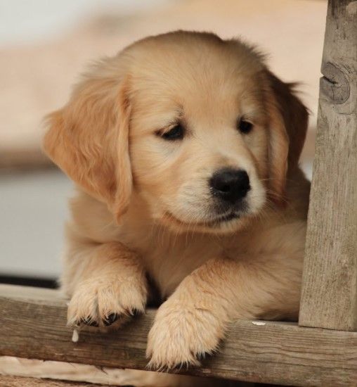 Watches Items  in Dubai #1404 - 1  image 