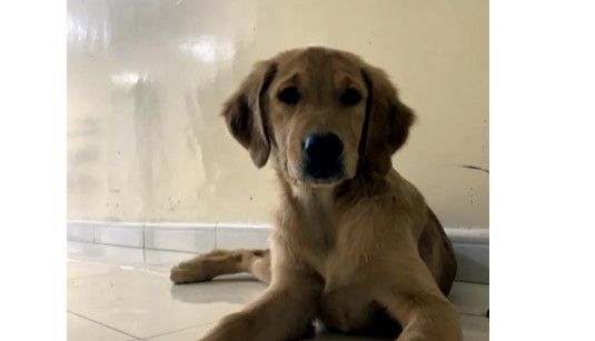 Watches Items  in Dubai #1409 - 1  image 