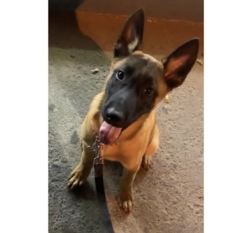 Relojes Items  in Dubái #1411 - 1  image 