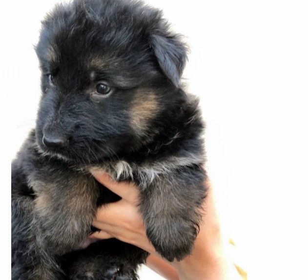 Montres Items  in Dubai #1413 - 1  image 