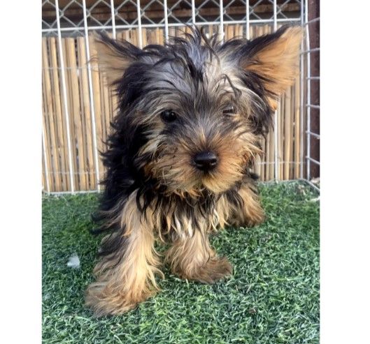 Watches Items  in Dubai #1414 - 1  image 