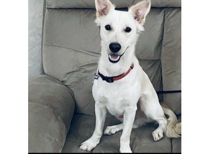 Relojes Items  in Dubái #1417 - 1  image 