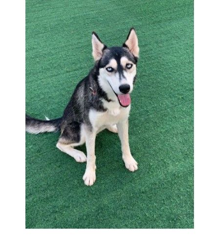 Watches Items  in Dubai #1421 - 1  image 