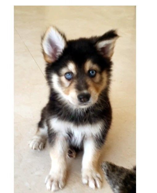 Relojes Items  in Dubái #1423 - 1  image 