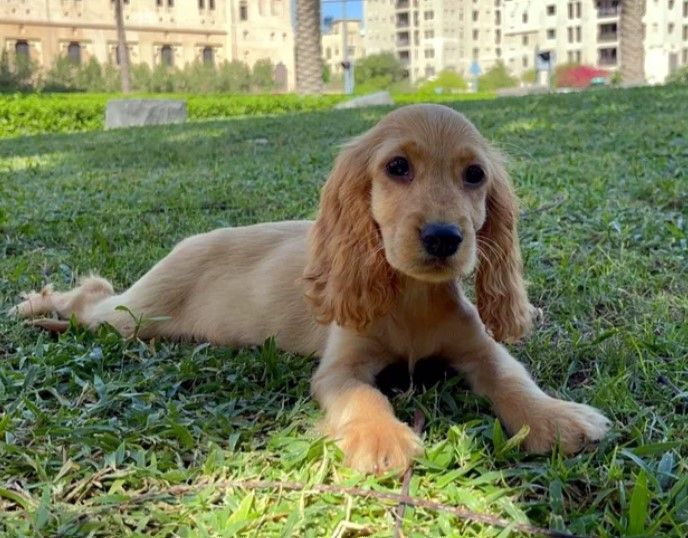 Watches Items  in Dubai #1424 - 1  image 