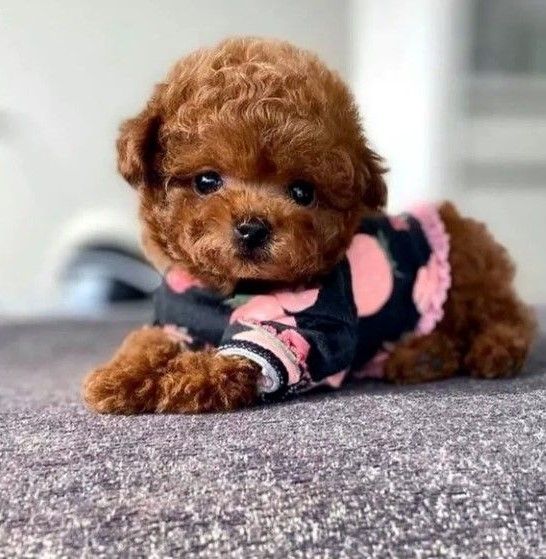 Watches Items  in Dubai #1425 - 1  image 