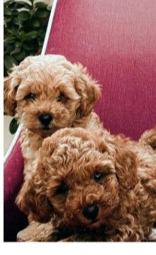 Montres Items  in Dubai #1426 - 1  image 