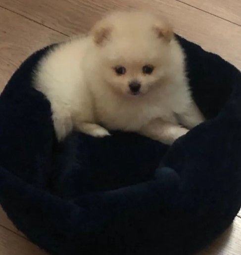 Watches Items  in Dubai #1433 - 1  image 