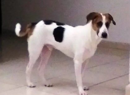 Montres Items  in Dubai #1437 - 1  image 