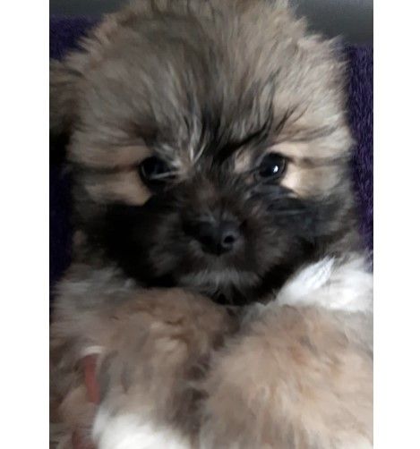 Montres Items  in Dubai #1441 - 1  image 