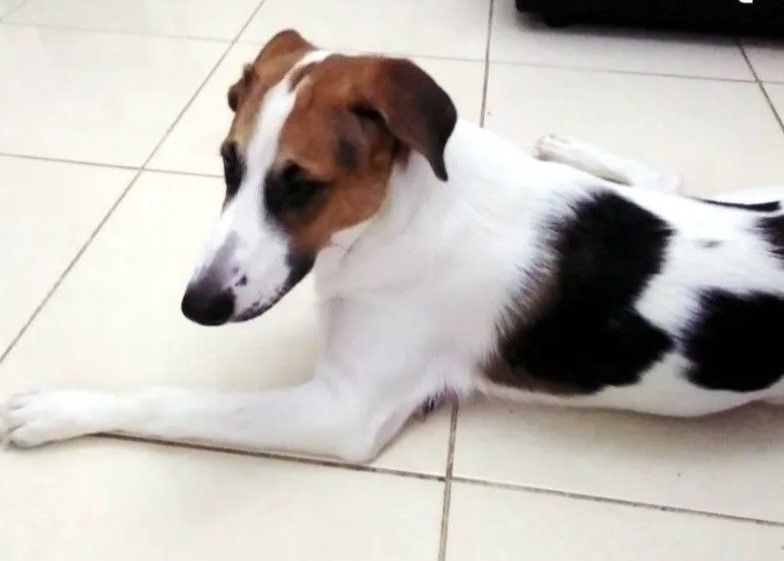 Relojes Items  in Dubái #1442 - 1  image 