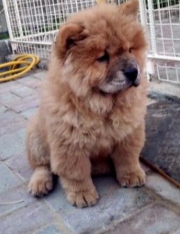 Watches Items  in Dubai #1444 - 1  image 