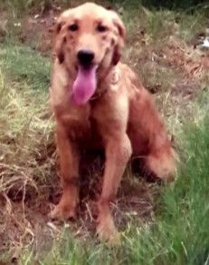 Watches Items  in Dubai #1445 - 1  image 