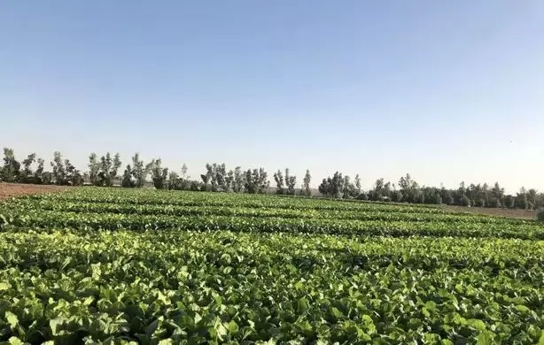 Land Klaar eigendom Gewerbegrundstück  zu verkaufen in Al Sadd , Doha #19845 - 1  image 