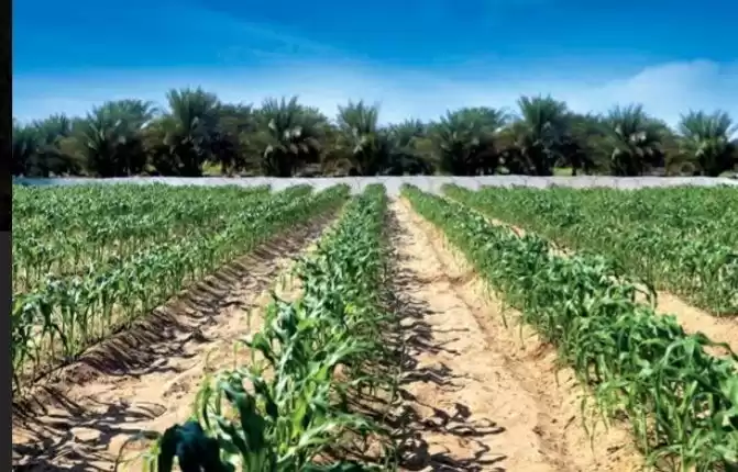 Land Ready Property Commercial Land  for sale in Cairo , Cairo-Governorate #37760 - 1  image 